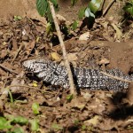 Un iguane