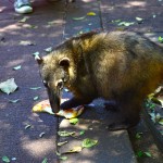 Un coatis gourmand