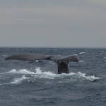 Les baleines