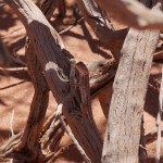 Un petit lézard sur le chemin