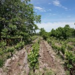 Les vignes des Cecchin