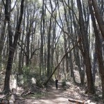 L'immense forêt et le tout petit Adrian