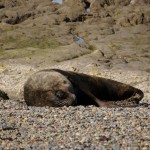 Un lion de mer