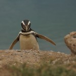 Un manchot en pleine promenade