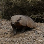 Un armadillo