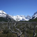 Le champs d'arbres séchés