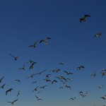 Les nombreuses mouettes du port