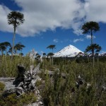 Le volcan Llaima