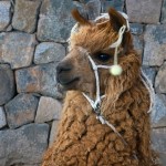 L'alpaca familial