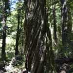 Un arbre du parc