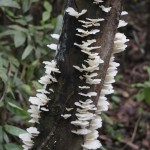 Champignons d'Amazonie