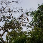 Des perroquets macaw bleu et jaune