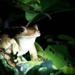 Une grenouille gladiator très bruyante