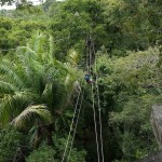 Les zip-lines dans la canopé