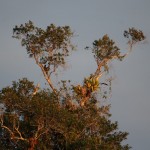 Un paresseux profitant du coucher du soleil