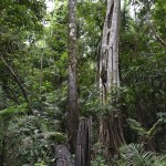 La forêt amazonienne