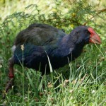 Takahe