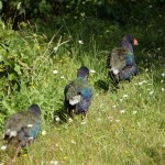 Takahe