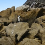 Un cormoran à Abel Tasman N.P.