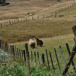 En vadrouille autour de Raglan