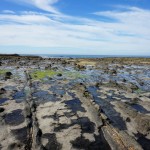 La forêt fossilisée