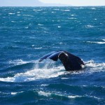 Whale Watching in Kaikoura