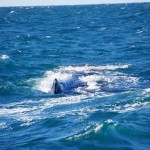 Whale Watching in Kaikoura