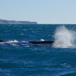 Whale Watching in Kaikoura