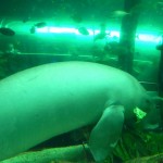 Un dugong à l'Aquarium