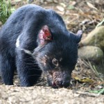 Un mâle diable de Tasmanie