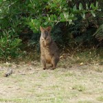 Un petit wallaby