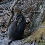 Un petit wallaby