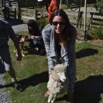 Sheep Tour in Kaikoura