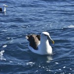 Fishing Tour in Kaikoura