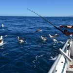 Fishing Tour in Kaikoura