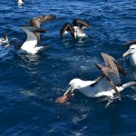 Fishing Tour in Kaikoura