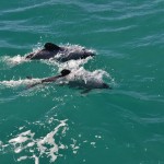 Whale Watching in Kaikoura