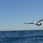 Fishing Tour in Kaikoura