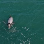 Whale Watching in Kaikoura