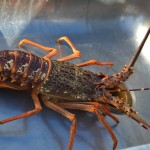 Fishing Tour in Kaikoura