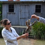 Devils Conservation Park, the frogmouth