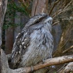 a frogmouth