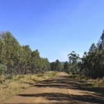 Tasmanian road