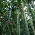 Forêt de bambou