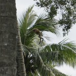 Saut de singe proboscis