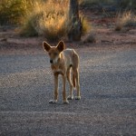 Le dingo qui aime les noix de cajou