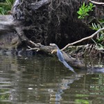 En pleine action de pêche