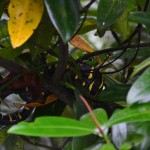 Mangrove snake