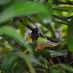 Mangrove snake