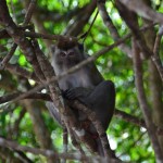 Macaque